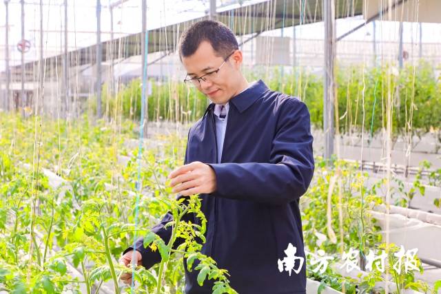 广东省农业科学院蔬菜研究所副所长李涛在园区内检查番茄植株的生长情况。