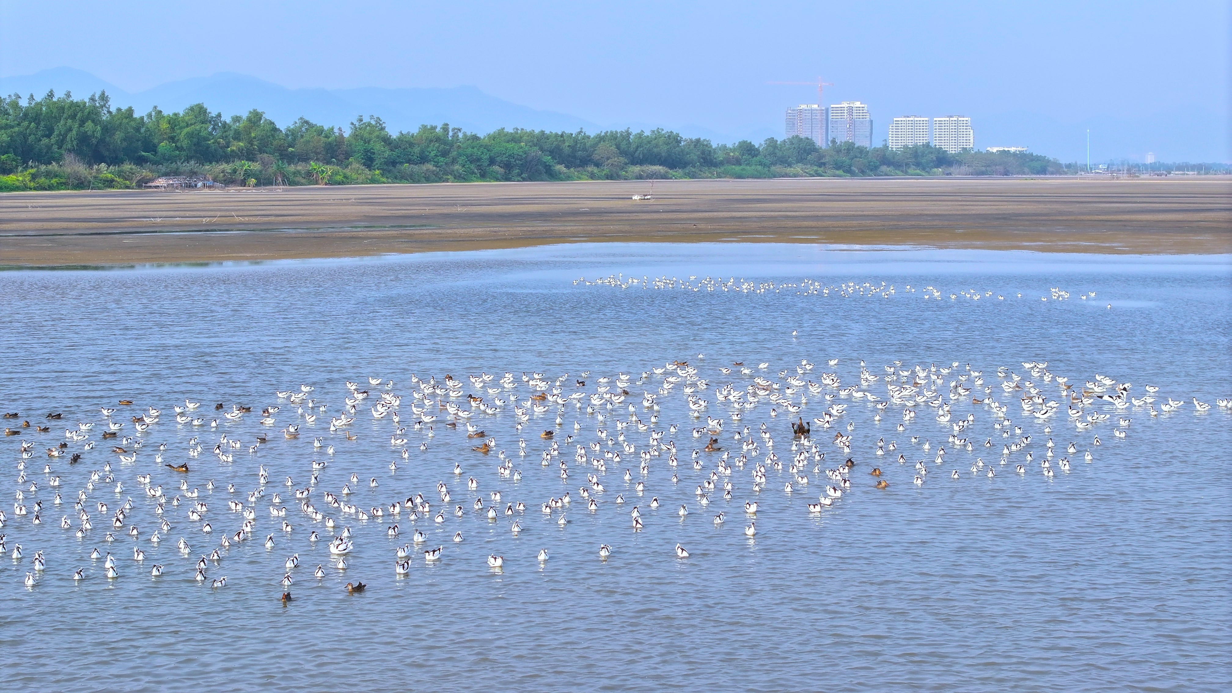 新会银湖湾湿地红树成林,天水相接,大群鹭鸟在此嬉戏觅食。杨兴乐摄 新会银湖湾湿地红树成林,天水相接,大群鹭鸟在此嬉戏觅食。杨兴乐摄