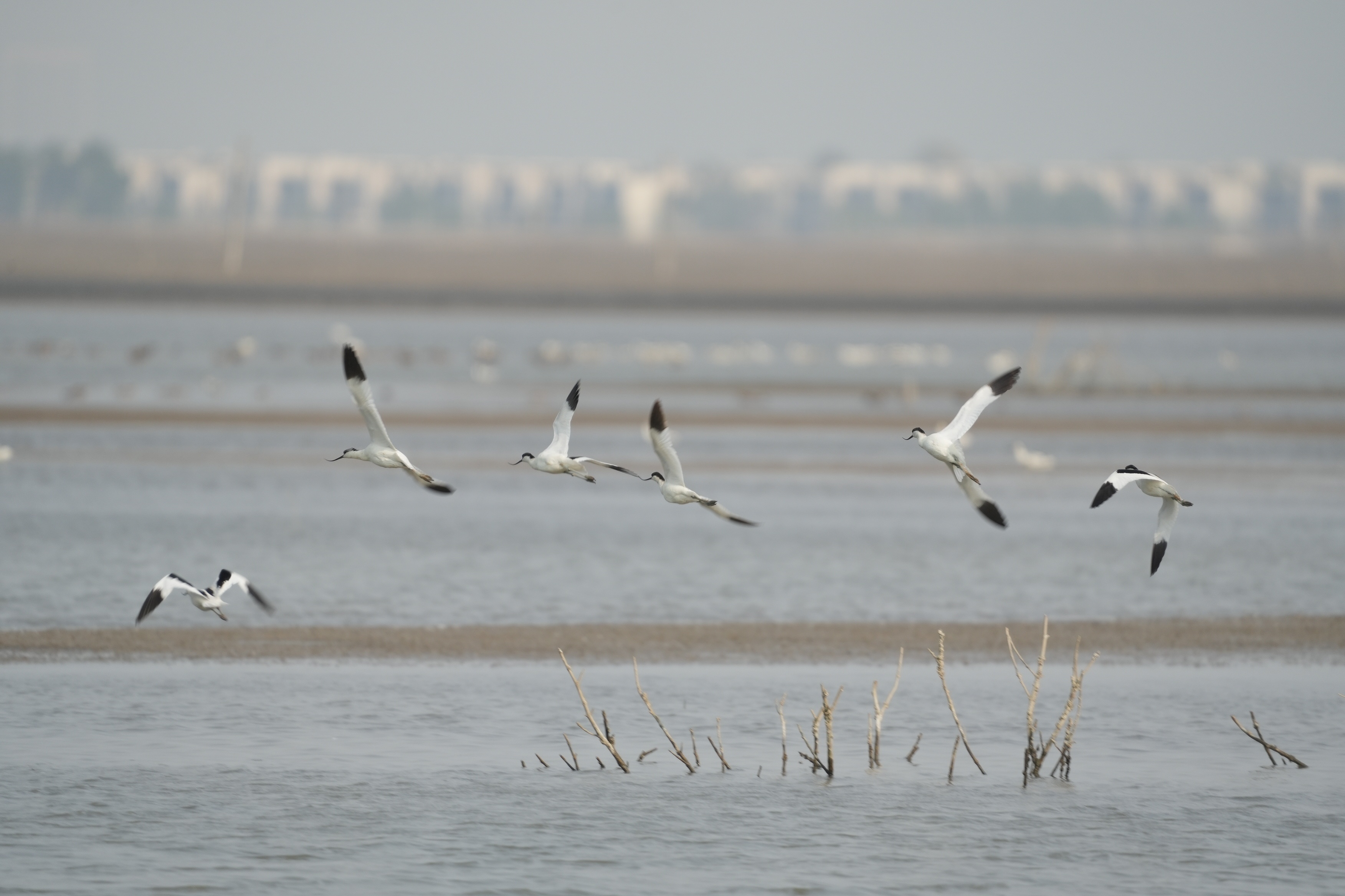 翩翩起舞,候鸟安家银湖湾。杨兴乐摄 翩翩起舞,候鸟安家银湖湾。杨兴乐摄