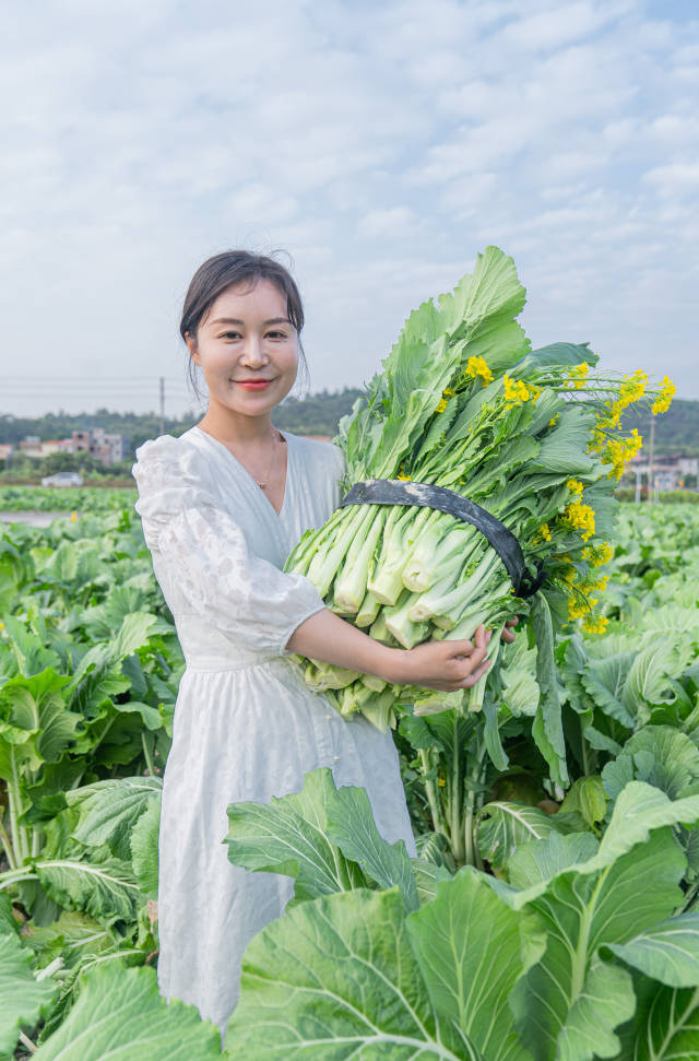 增城小楼镇的迟菜心最为正宗。 李睦宇 摄