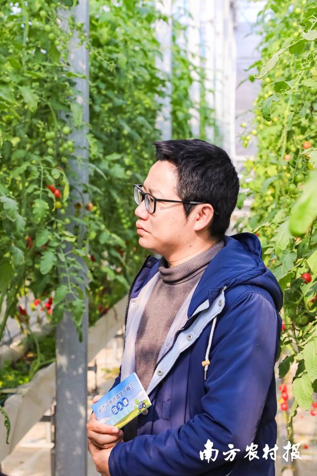 佛山市三水区白坭镇康喜莱蔬菜专业合作社总经理吴朝江结合多年来大棚番茄的种植情况，分析不同施肥模式下番茄植株的生长差异。