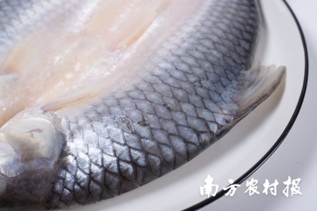 三水养殖的“野果鱼”，野果鱼蒜瓣肉质口感好，蒸闷后的鱼鳞都是香糯爽口。