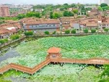 村尾村：荷塘叶色美 筑巢引凤来｜一村一品 犇向和美⑱