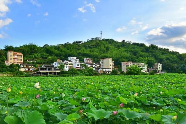 郁南县桂圩镇龙岗村 卢梓健/摄