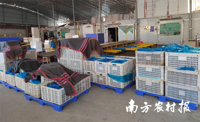 广东百益园农业有限公司当日收购的部分樱桃番茄。