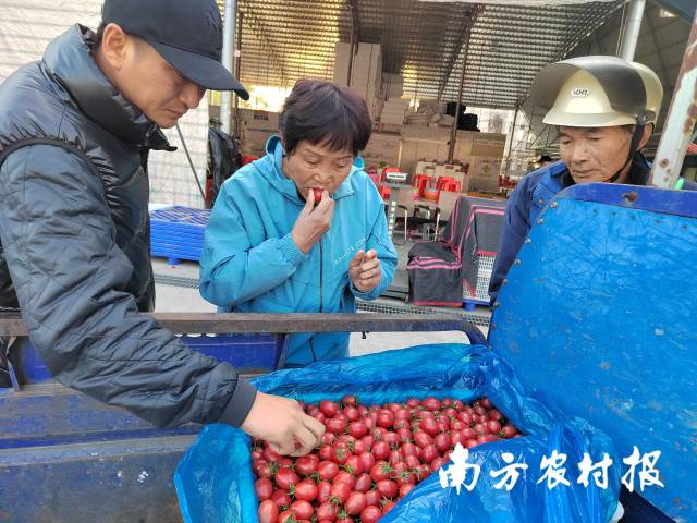 傍晚，农户将采摘好的樱桃番茄运送至采购点。