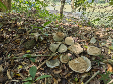 沿着海上丝路，阳江窑如何兴衰浮沉？丨阳江历史文化行