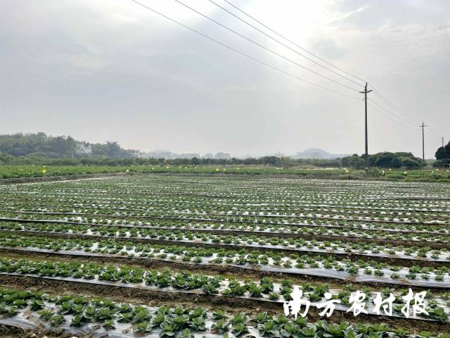 绿油油的包菜地 
