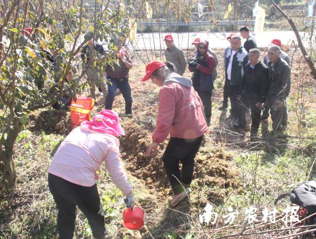 农户演示开沟施入有机肥