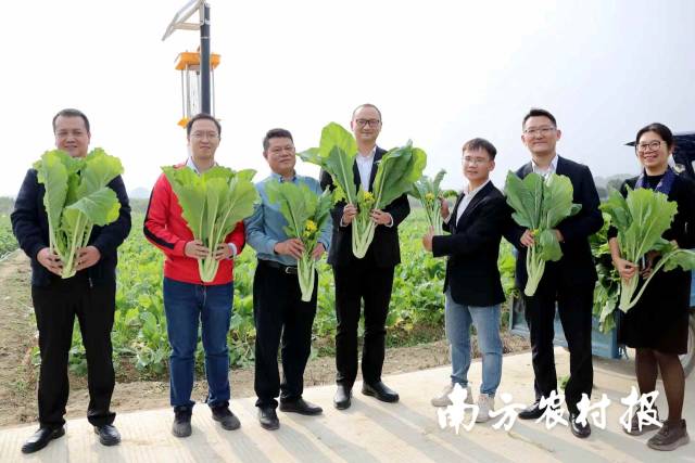 参加揭牌仪式的领导嘉宾调研中心的增城迟菜心种植基地