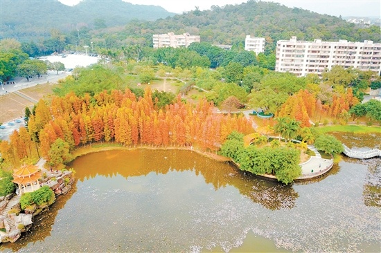 台城石化山公园湖畔的落羽杉悄悄“换上红装”,远望风景如画,层林尽染。 台城石化山公园湖畔的落羽杉悄悄“换上红装”,远望风景如画,层林尽染。
