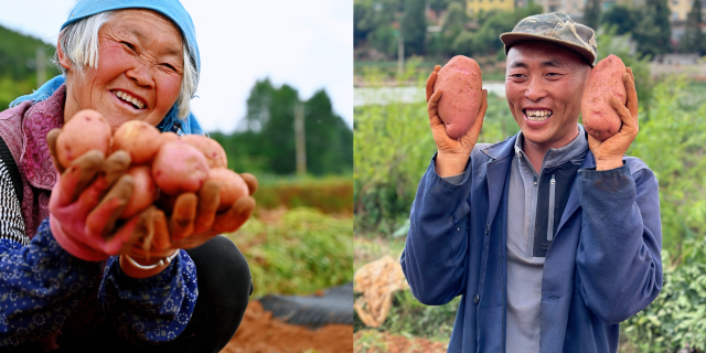 寻甸回族彝族自治县倘甸镇的薯农们正忙着收获洋芋。孟云归摄