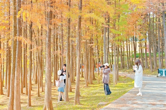 “换装”的落羽杉吸引不少市民、游客前来拍照“打卡”。 “换装”的落羽杉吸引不少市民、游客前来拍照“打卡”。
