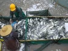 一条鱼价值超百亿背后，珠海再添“国家级示范区”