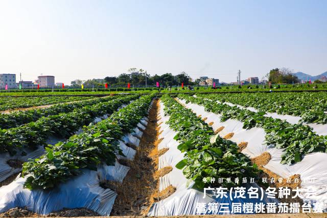 冬种甘薯展示示范