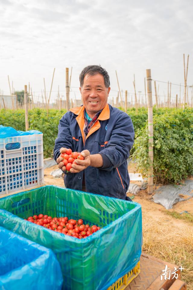 负责种植管理圣女果的农户赵志平。