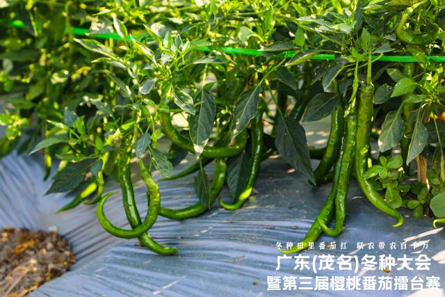 冬种辣椒展示示范