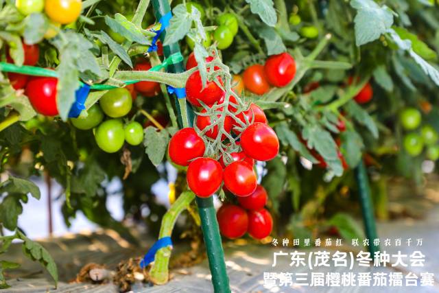 樱桃番茄展示示范