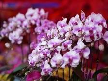 年味气氛组就位！@街坊们，顺德各镇街花市安排一文get