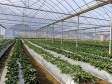 迎接“莓”好新年！浈江花坪镇草莓园开园啦！