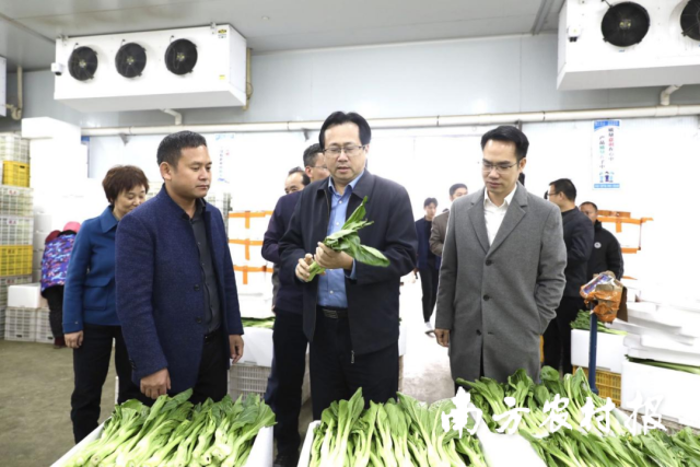 与会领导调研连州菜心冷链保鲜中心。