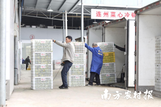 连州菜心基地农户正在装货发车。