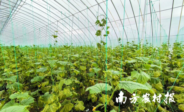 位于威宁县草海镇的鲜之源蔬菜基地。 位于威宁县草海镇的鲜之源蔬菜基地。