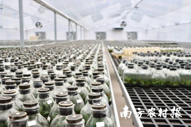 韶兰种苗培育中心育苗大棚。