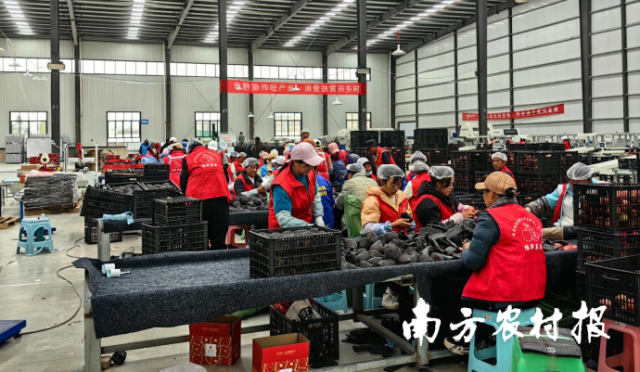 威宁协作小组扶持建立的威宁苹果分选线。 威宁协作小组扶持建立的威宁苹果分选线。