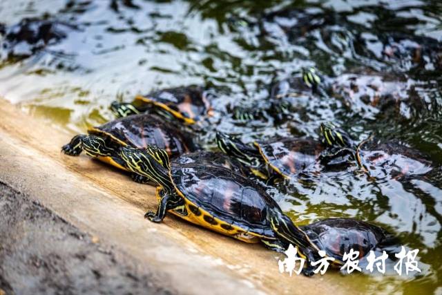 乌龟养殖成为新韶镇特色产业。