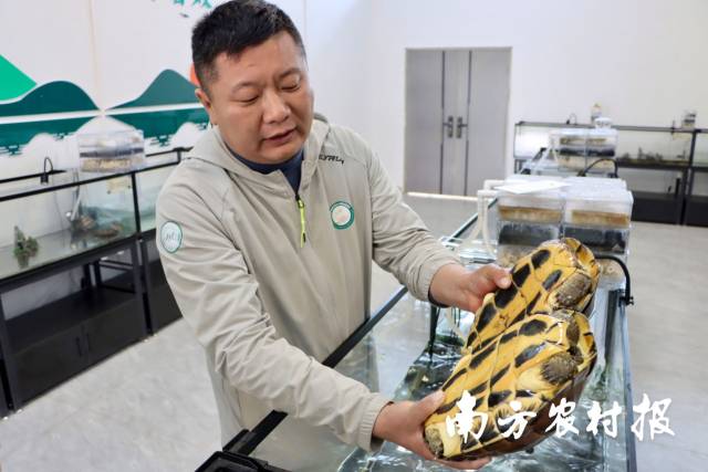 大陂村党支部书记赖伟东对乌龟养殖产业如数家珍。