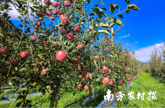 高原上的威宁苹果。 高原上的威宁苹果。