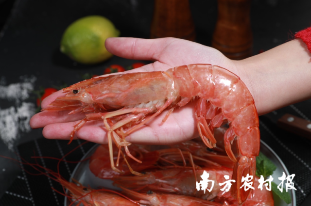 在店铺畅销的阿根廷红虾。受访者供图