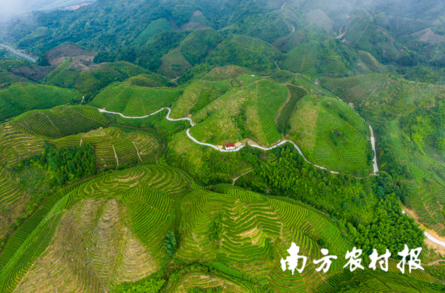 揭西县积极创建茶叶特色农业产业带，以产业高端化、智能化、绿色化为方向，打造揭西县茶叶市级产业链。