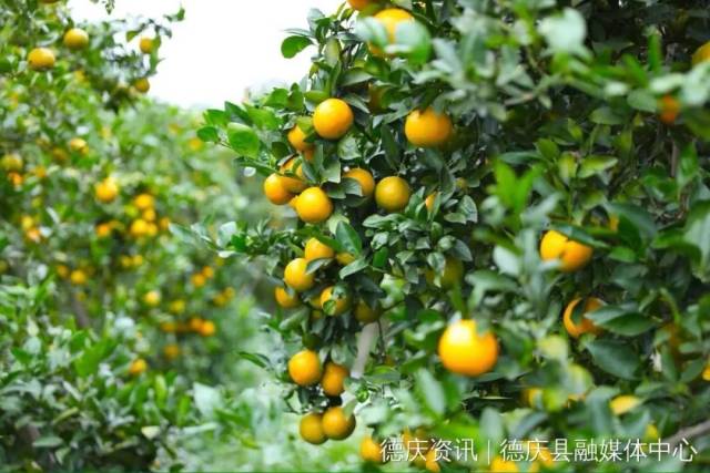 德庆贡柑 图片来源:德庆资讯 德庆贡柑 图片来源:德庆资讯