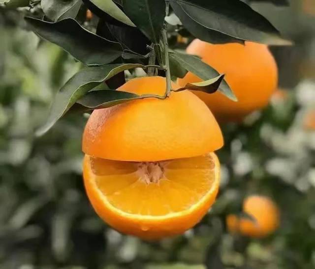 爱媛也叫果冻橙 图片来源：农财宝典