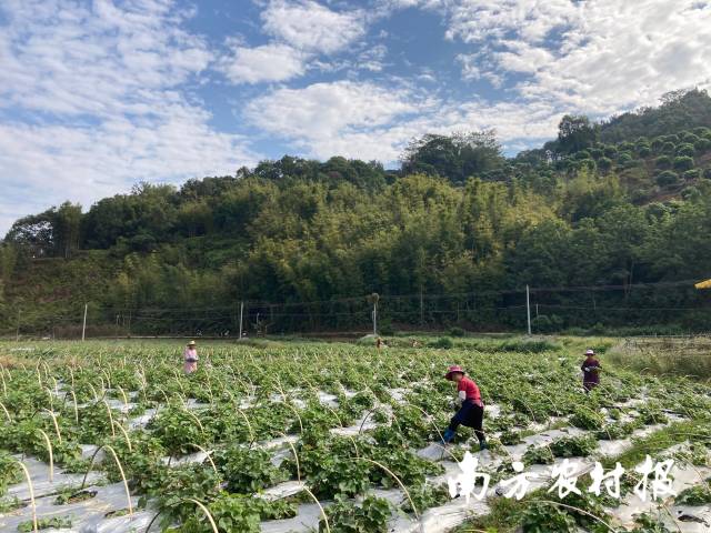 位于广州市增城区派潭镇的龙须菜种植基地迎来采收期