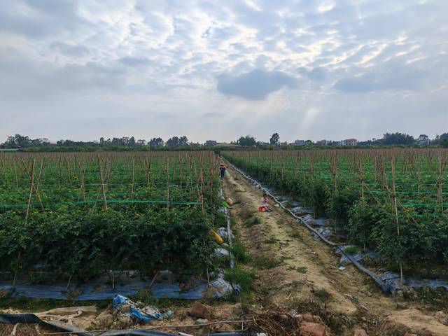 圣女果种植田 圣女果种植田