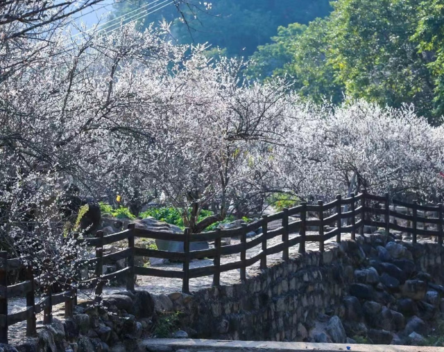 揭西坪上镇的白梅竞相盛放