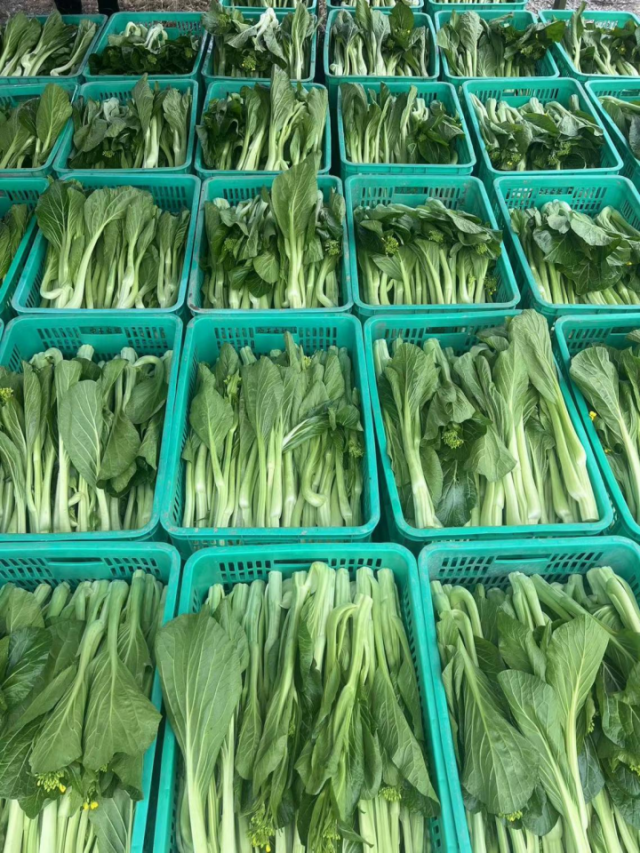 从连州供应钱大妈的新鲜连州菜心。