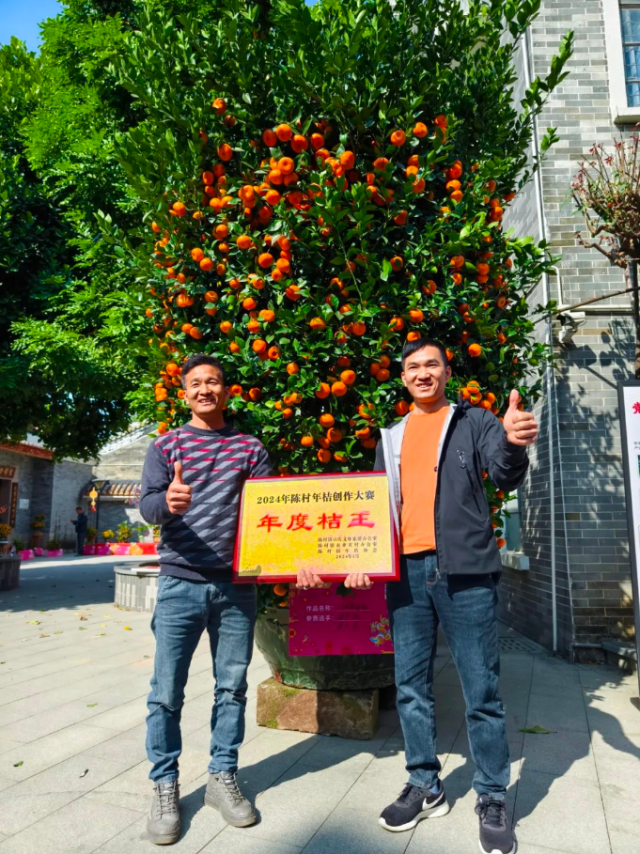 盆径为1.2米的朱砂桔成为2024年陈村“桔王”。