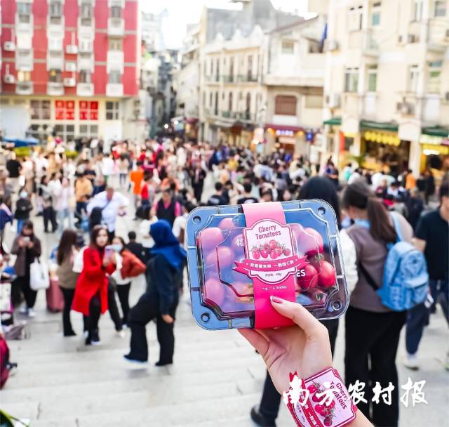 人流如織的官也街,，顏色亮麗的界炮圣女果格外顯眼，吸引市民頻頻駐足,。