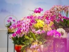 @湾区人：春节前来这里，“花”最值的钱