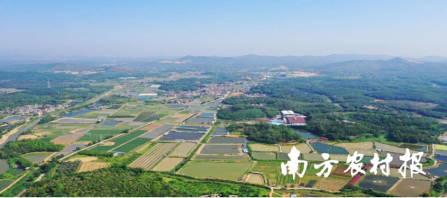 新会区大泽镇绘就乡村振兴新蓝图。 新会区大泽镇绘就乡村振兴新蓝图。