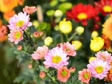 最后几天别错过！2024年江门迎春花市在这里