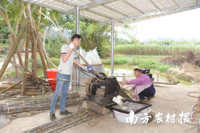 工作人员正在榨甘蔗汁 工作人员正在榨甘蔗汁