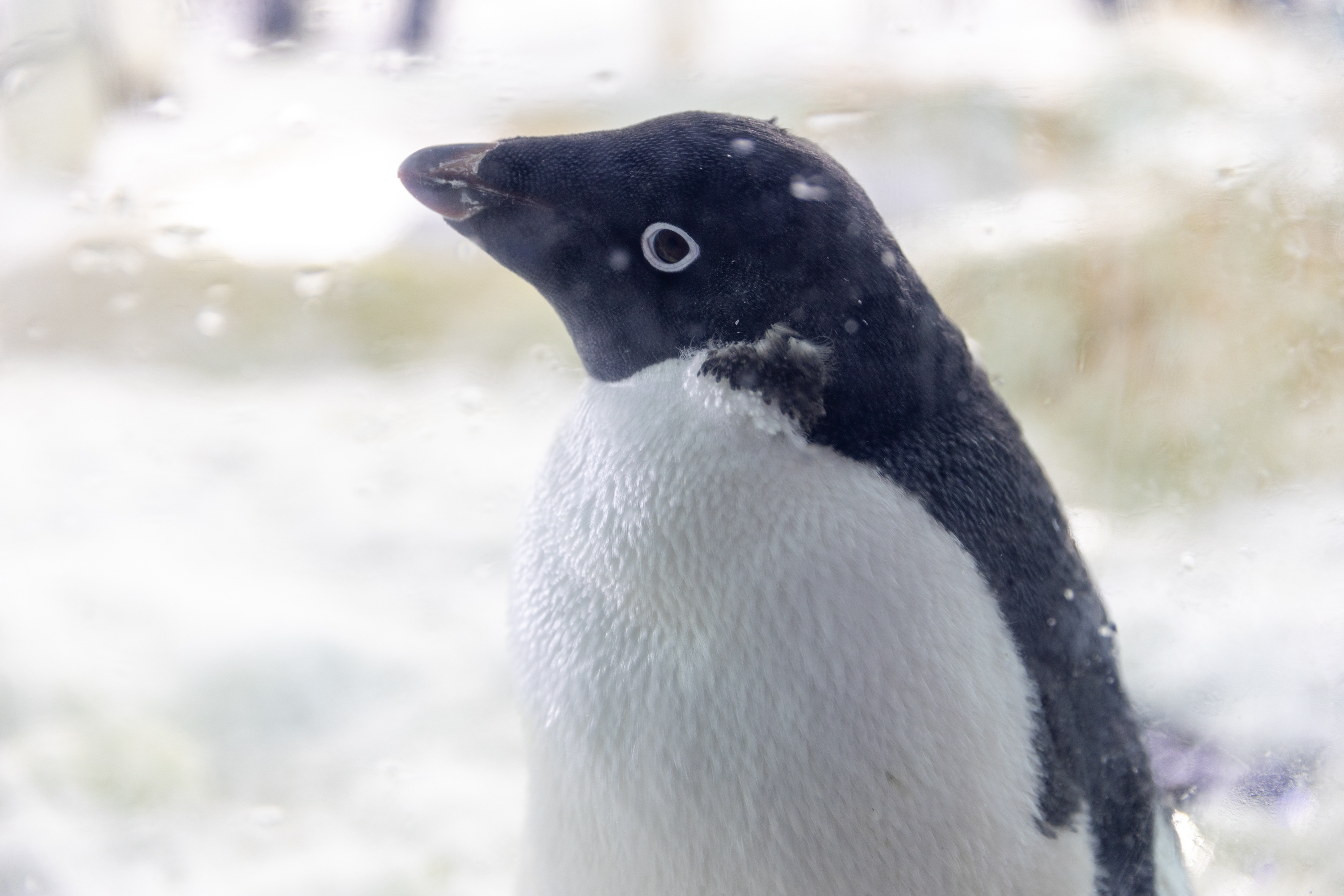 墨田水族館原創游泳麥哲倫企鵝玩偶S 尺寸‐ Mercari 日本最大二手網購平台, image size:3000x2000