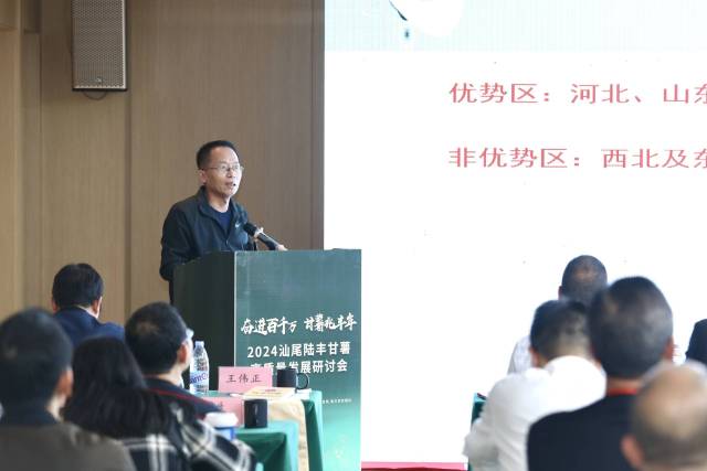 西北农林科技大学农学院副教授陈越对甘薯产区作分析。