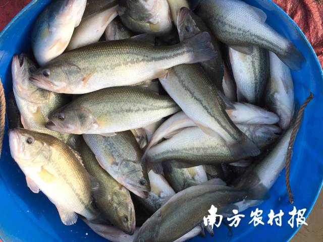加州鲈商品鱼。 加州鲈商品鱼。