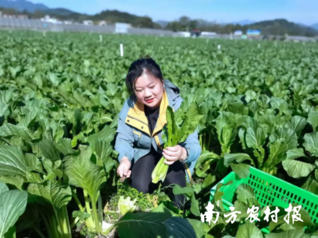 河南姑娘李欣。